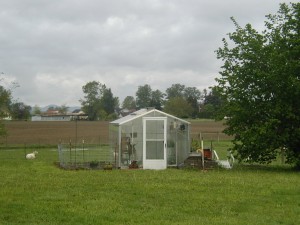 Greenhouse - May 2009
