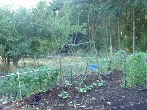 Scarlet Runner Beans Sticks & twigs put to good use!