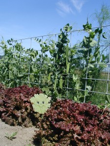 How many pea pods can you count?
